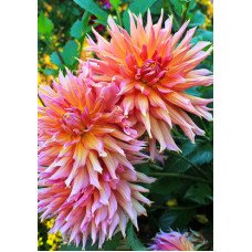 Георгина Омега (бахромчатая)