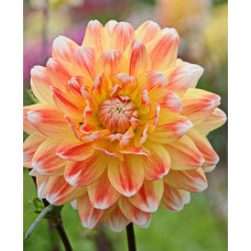 Георгина Пичиз энд Крим (декоративная)