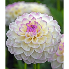 Георгина Эвелин (помпонная)