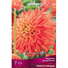Георгина  Неон Сплендер (декоративная)