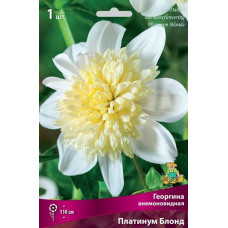 Георгина анемоновидная Платинум Блонд 