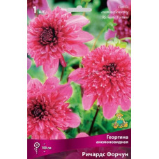 Георгина анемоновидная Ричардс Форчун 