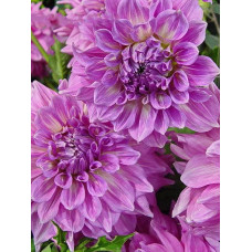 Георгина Алмандз Джой (декоративная)