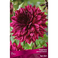 Георгина Арт Акт (декоративная)