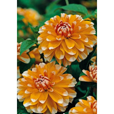 Георгина Багама Эйприкот (декоративная)