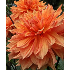 Георгина Бен Хьюстон (декоративная)