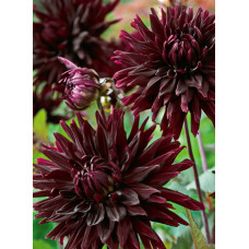 Георгина Блэк Джек (полукактусовая)