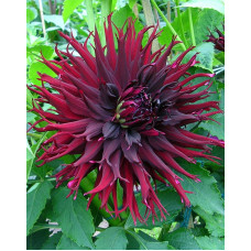 Георгина Блэк Нарцисс (полукактусовая)