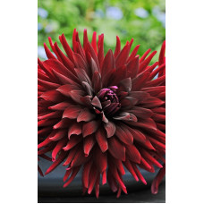 Георгина Чат Нуар (полукактусовая)