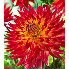 Георгина Дана (полукактусовая)