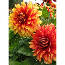 Георгина Дэззлинг Мэджик (декоративная)