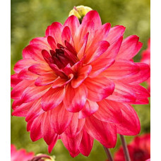 Георгина Екатерина (декоративная)