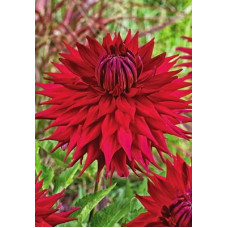 Георгина Эрчин (полукактусовая)