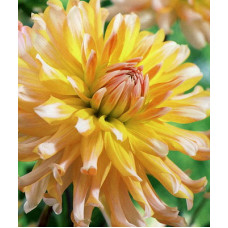 Георгина Флойдз (полукактусовая)