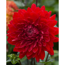 Георгина Гарден Уандер (декоративная)