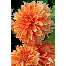 Георгина Геркулес (декоративная)