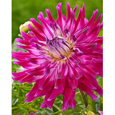 Георгина Гламур Герл (декоративная)