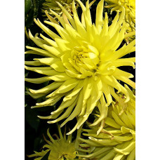 Георгина Йеллоу Стар (кактусовая)