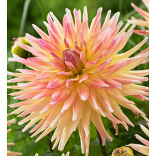 Георгина Кабана Банана (полукактусовая)