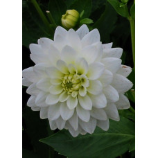 Георгина Карма Серена (декоративная)