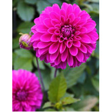 Георгина Картуш (декоративная)