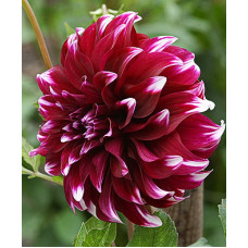 Георгина Контраст (декоративная)