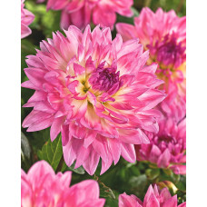 Георгина Кордесса (декоративная)