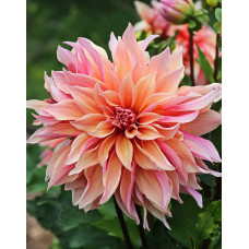 Георгина Лабиринт (декоративная)