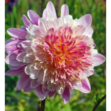 Георгина Ламбада (анемоновидная)