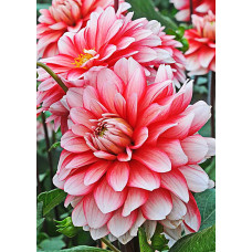 Георгина Ларриз Лав (декоративная)