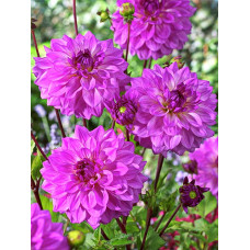 Георгина Лейк Мичиган (декоративная)