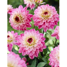 Георгина Лука Джоанна (декоративная)