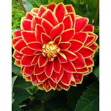 Георгина Максим (декоративная)