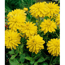 Георгина Мелоди Латин (декоративная)