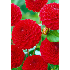 Георгина Несцио (помпонная)