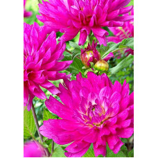 Георгина Олл Сизонс (декоративная)