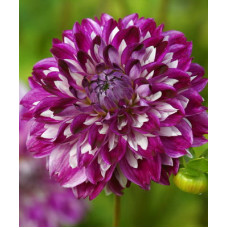 Георгина Оптик Иллюжн (декоративная)