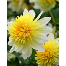 Георгина Пасодобль (анемоновидная)