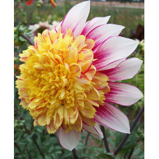 Георгина Полька (анемоновидная)