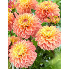 Георгина Принцесса Елизавета (декоративная)