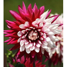 Георгина Ребекказ Уорлд (декоративная)