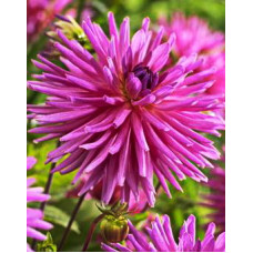 Георгина Шугар Даймонд (кактусовая)