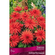 Георгина Сити ов Роттердам (кактусовая)
