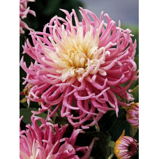 Георгина Старз Фейворит (кактусовая)