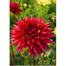 Георгина Уиттеманз Бест (полукактусовая)