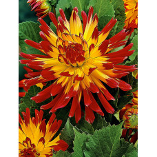 Георгина Вурвогел (полукактусовая)