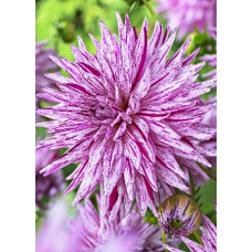 Георгина Хай Трио (полукактусовая)