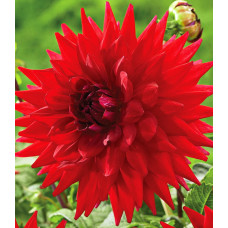 Георгина Холли Хьюстон (декоративная)