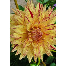 Георгина Хай Пименто (полукактусовая)