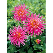 Георгина Жанна д'Арк (кактусовая)